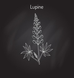 Lupine Lupinus Perennis