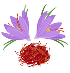 Saffron Crocus Flowers And Threads