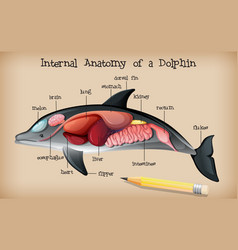 Internal Anatomy A Dolphin