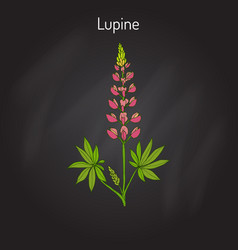 Lupine Lupinus Perennis