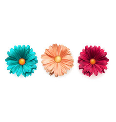 Set Of Colored Chrysanthemum Flowers Top View