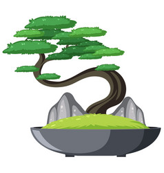 Bonsai Tree In Pot On White Background