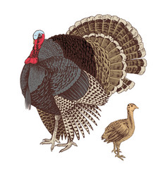 Hand Drawn Turkey And Poult