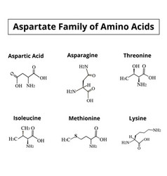 A Family Amino Acids Aspartate Chemical