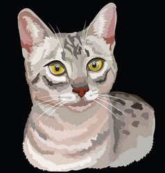 Colored Egyptian Mau Cat