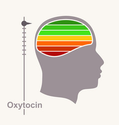 Human Head And Oxytocin Love Hormone Level Scale