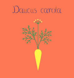 Flat On Background Daucus Carota