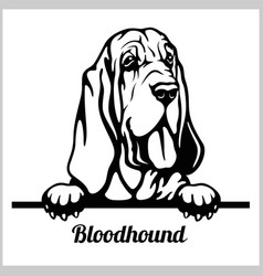 Bloodhound - Peeking Dogs - Breed Face Head