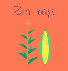 Flat On Background Zea Mays