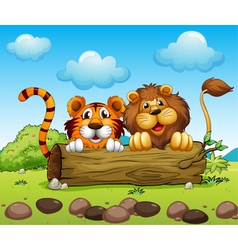 A Lion And Tiger Hiding