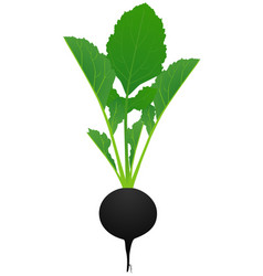 Black Radish With Leaves