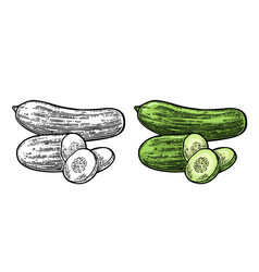 Cucumbers table color sketch Royalty Free Vector Image