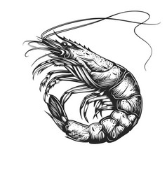 Shrimp Sea Animal Sketch