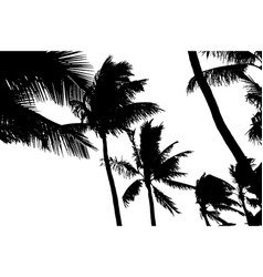 Coconut Palm Tree Silhouette