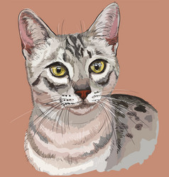 Colorful Egyptian Mau Cat