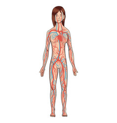 Circulatory System Woman