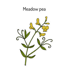 Meadow Vetchling Or Pea Lathyrus Pratensis