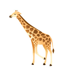 Mature Giraffe African Animal With Long Neck