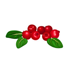 Pile Lingonberry Red Fruit With Oval Leaves