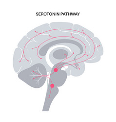 Serotonin Pathway In Brain