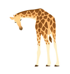 Mature Giraffe African Animal With Long Neck