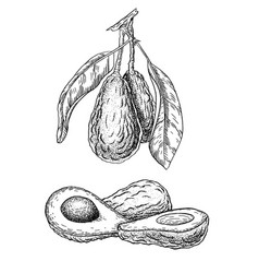 Avocado Tree Hand-drawn Ink