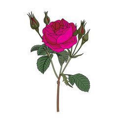 Rose June Birth Month Flower