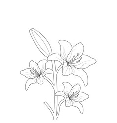 Coloring Page Of Lily Flower Drawing