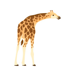 Mature Giraffe African Animal With Long Neck