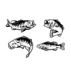 Largemouth Bass Hand Drawing