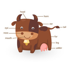 Cow Vocabulary Part Of Body