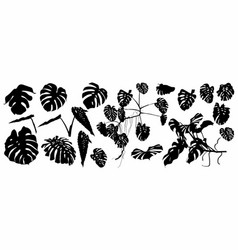 Set Of Exotic Monstera Leaves Silhouettes