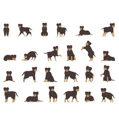 Rottweiler Icons Set Cartoon Animal Dog