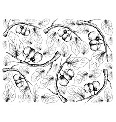 Hand Drawn Background Of Fresh Acerola Cherries