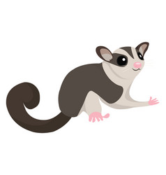 Sugar Glider On A White Background