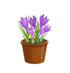 Crocus In A Pot