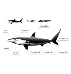 Shark Anatomy