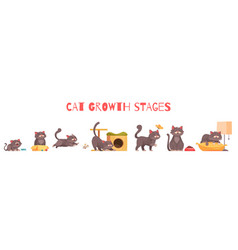 Cat Growth Stages Composition