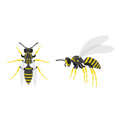 Wasps A Set Of Two Insects Top And Side View