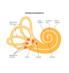 Vestibular Apparatus Anatomy