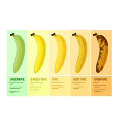 Banana Ripeness Compositions Set