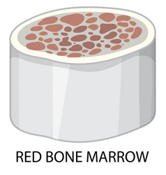 Red Bone Marrow On White Background