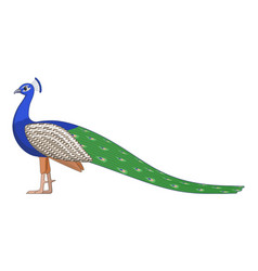 Indian Peafowl Bird On A White Background