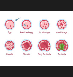 Stages Of Segmentation Of A Fertilized Ovum