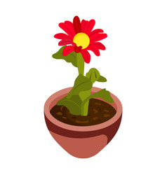 Gerbera Pot