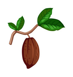 Cocoa Bean Cartoon Cacao Beans