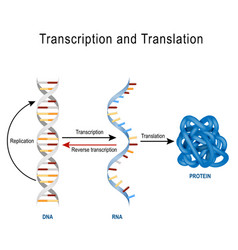 Dna Replication Protein Synthesis Transcription