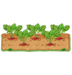 Radishes Growing In Soil Cartoon