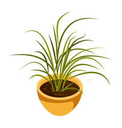 Spider Plant