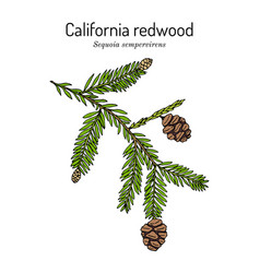 Coastal Redwood Sequoia Sempervirens State Tree